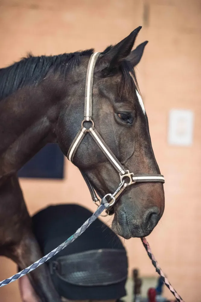 Cheval
