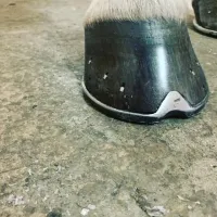 Sabot cheval et fer